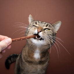 Category image: Cat Treats